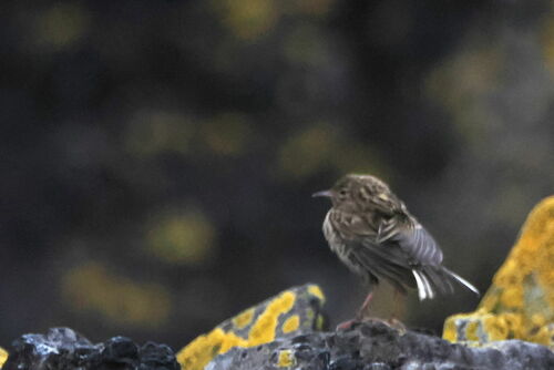South Georgia Pipit (Anthus antarcticus)