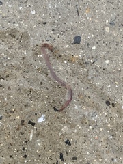 Lumbricus rubellus
