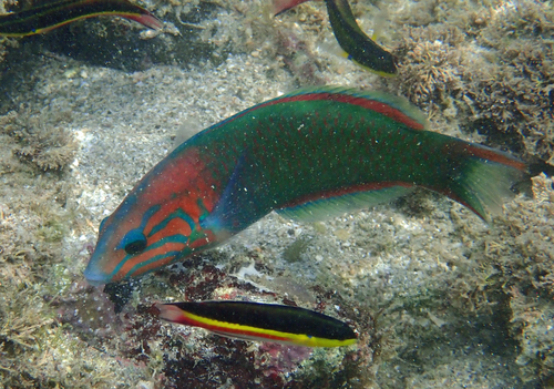 Sunset wrasse (Thalassoma grammaticum) — Labridae