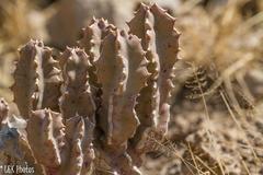Caralluma