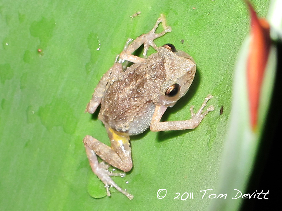 Guerreran Peeping Frog