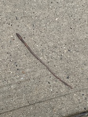 Lumbricus rubellus