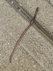 Lumbricus rubellus