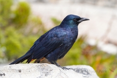 Red-Winged Starling photo 2