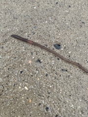 Lumbricus rubellus