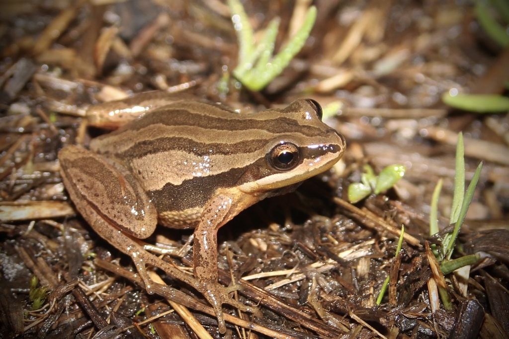 Chorus Frogs