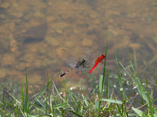 Slender Skimmer, Botanic Gardens Singapore, photo 7 of 10