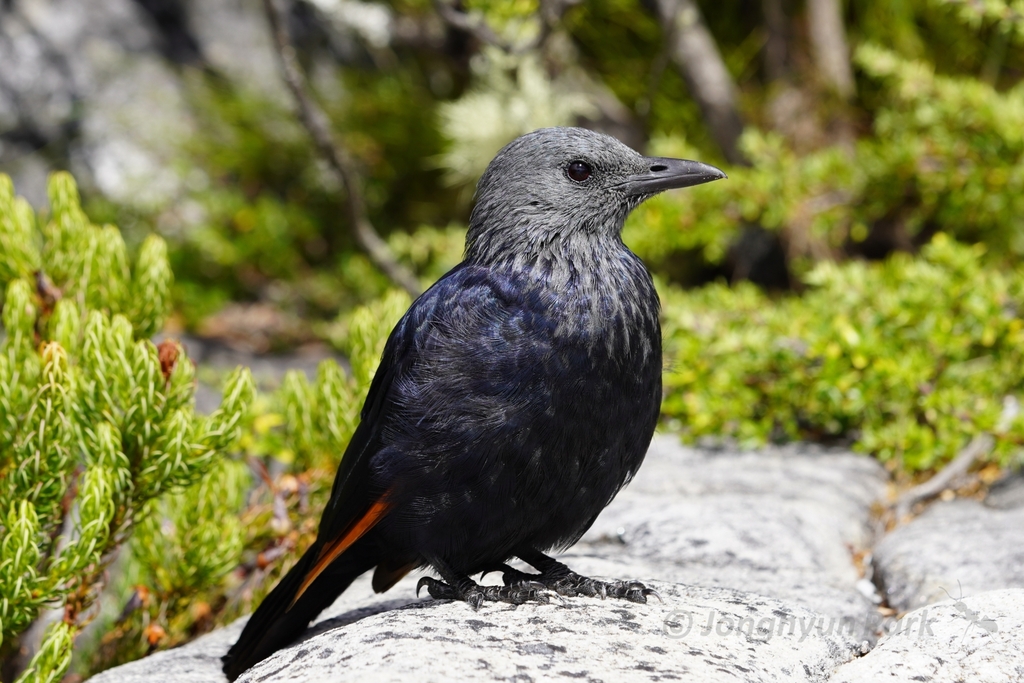 Red-winged Starling photo