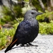 Red-winged Starling - Photo (c) Jonghyun Park, some rights reserved (CC BY), uploaded by Jonghyun Park