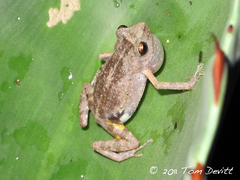Eleutherodactylus dilatus