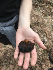 Inonotus obliquus sterilis