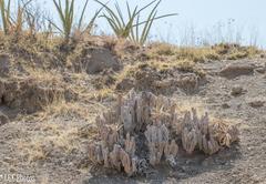 Caralluma