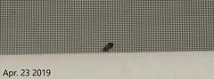 Dermestes vorax
