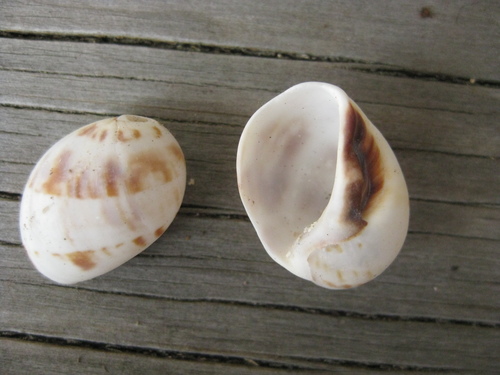 Mammilla simiae