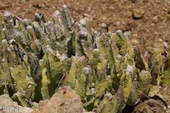 Caralluma