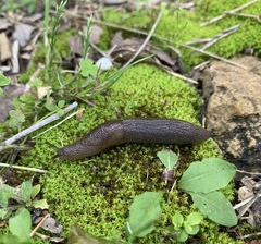 Milacidae