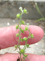 Lappula occidentalis occidentalis