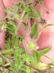 Lappula occidentalis occidentalis