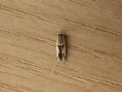 Stathmopoda megathyma