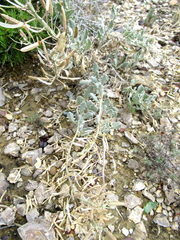 Nerisyrenia camporum