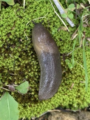 Milacidae