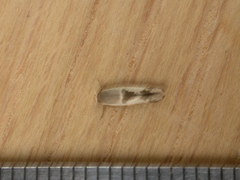 Stathmopoda megathyma