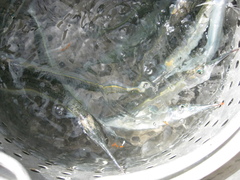 Hyporhamphus ihi