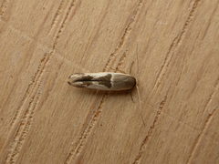 Stathmopoda megathyma