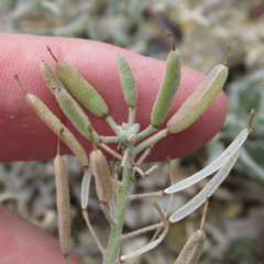 Nerisyrenia camporum