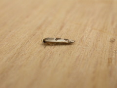 Stathmopoda megathyma