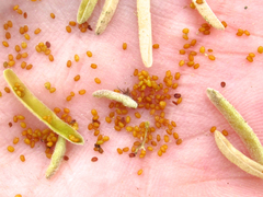 Nerisyrenia camporum