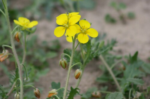 Image of Paysonia lasiocarpa by no rights reserved