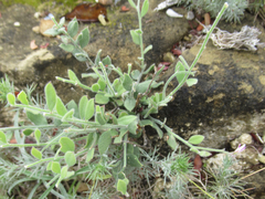Rhinotropis lindheimeri