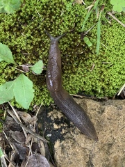 Milacidae