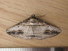 Syneora euboliaria