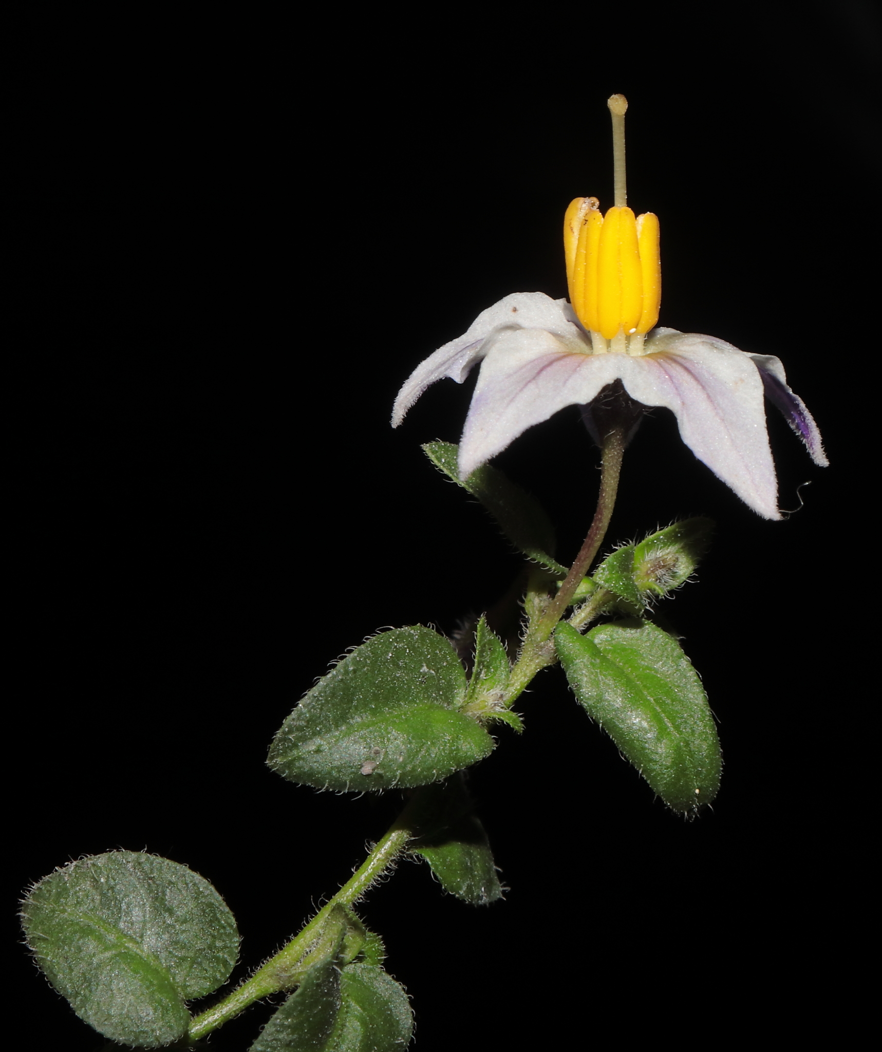 Solanum oxycoccoides