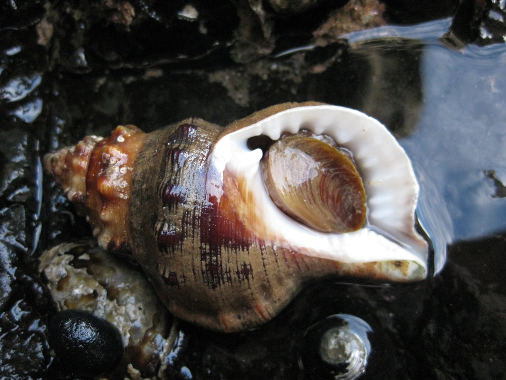 Ranella australasia (Marine invertebrates of Randwick costal area ...