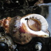 Ranellid Triton Snails - Photo (c) Javier, some rights reserved (CC BY), uploaded by Javier