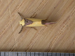 Crepidosceles exanthema