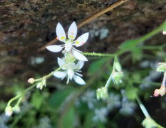 Micranthes clusii lepismigena