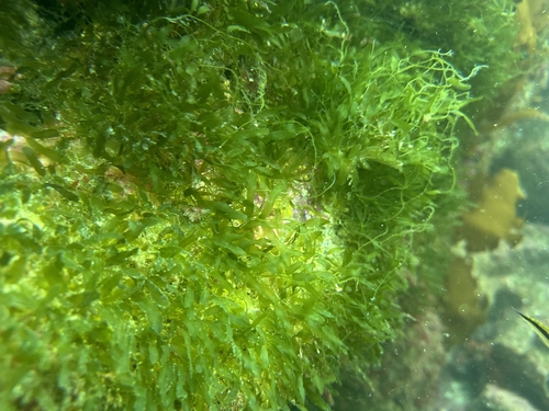 Caulerpa brachypus observed 2024-03-02