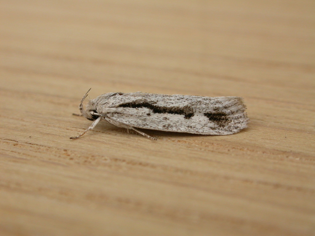 Eulechria encratodes