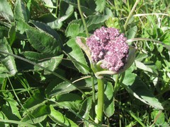 Angelica hendersonii