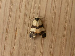 Thallarcha chrysochares