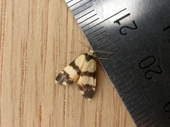 Thallarcha chrysochares