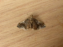 Scenedra decoratalis