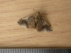 Scenedra decoratalis