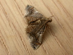 Scenedra decoratalis