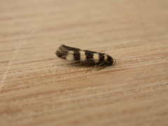 Cirromitra tetratherma