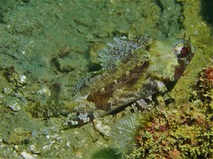 Centrogenys vaigiensis